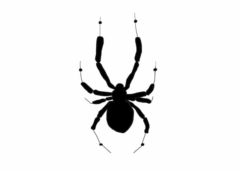 Detail Spinne Im Netz Zeichnen Nomer 17