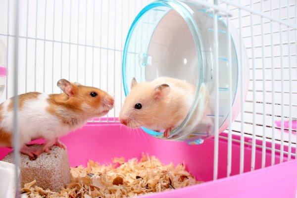 Detail Foto Hamster Lucu Nomer 20