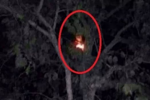 Detail Foto Hantu Kuyang Asli Nomer 5