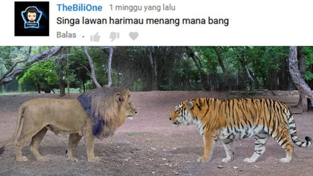 Detail Foto Harimau Dan Singa Nomer 26