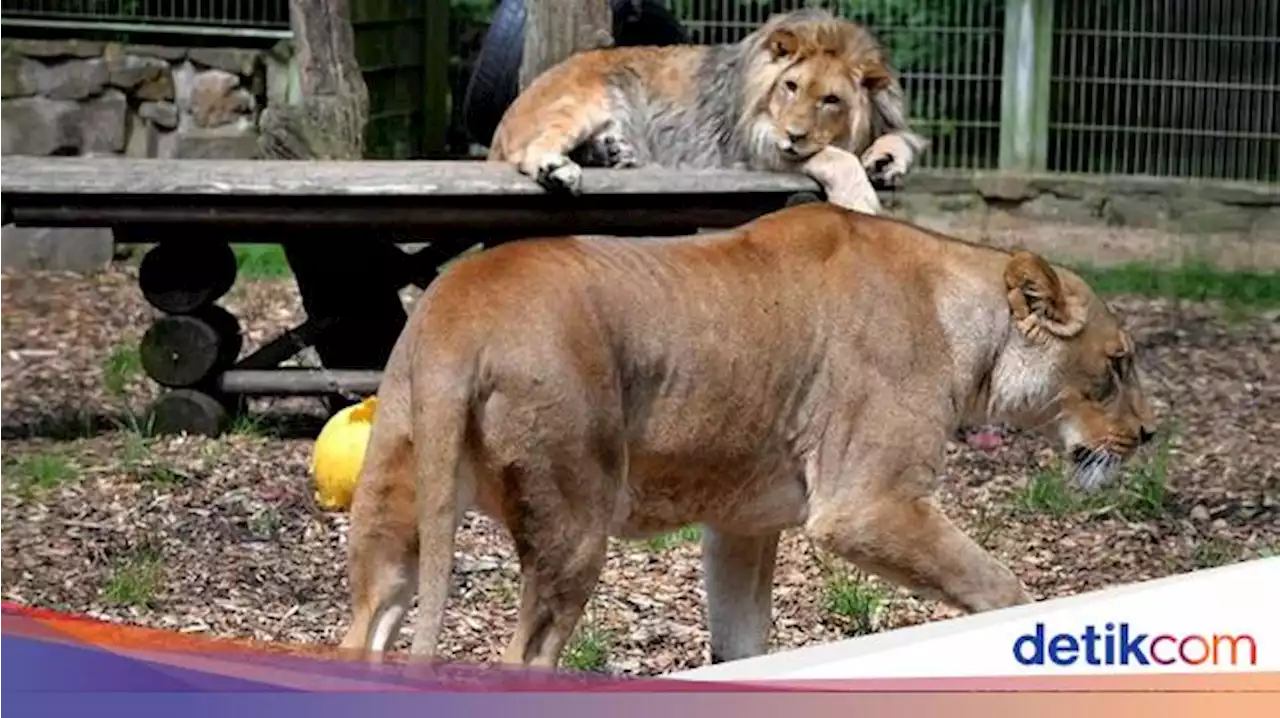 Detail Foto Harimau Dan Singa Nomer 30