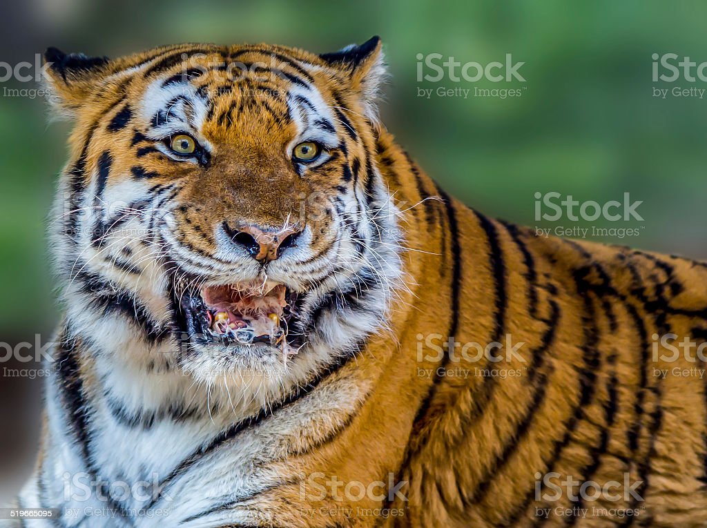 Detail Foto Harimau Ganas Nomer 9