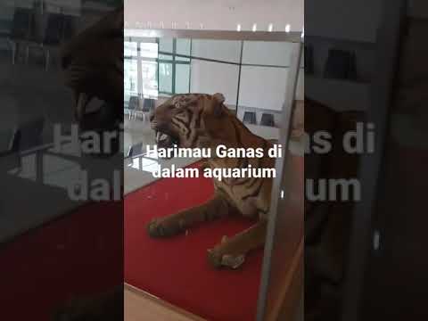 Detail Foto Harimau Ganas Nomer 49