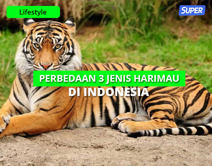 Detail Foto Harimau Jawa Nomer 7