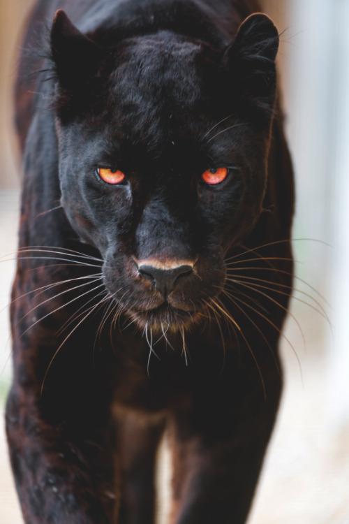 Foto Harimau Kumbang - KibrisPDR