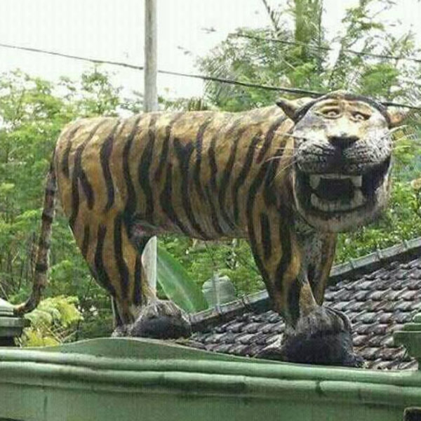 Foto Harimau Lucu - KibrisPDR