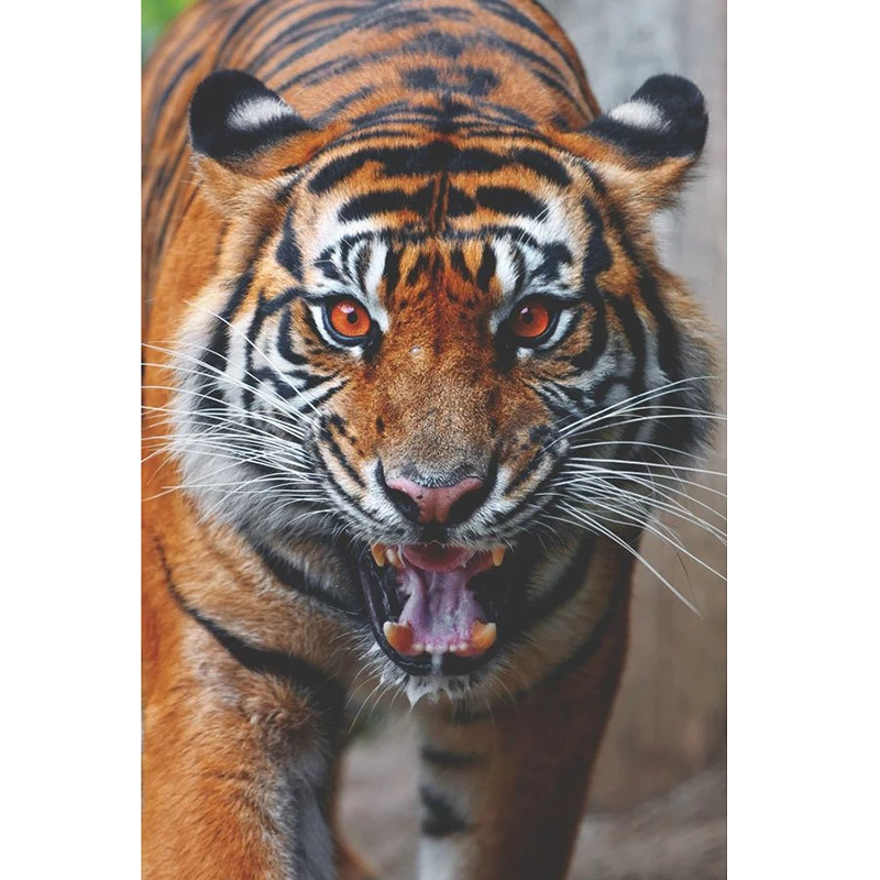 Detail Foto Harimau Marah Nomer 9