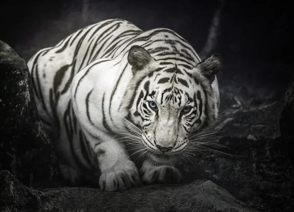 Detail Foto Harimau Putih Nomer 3