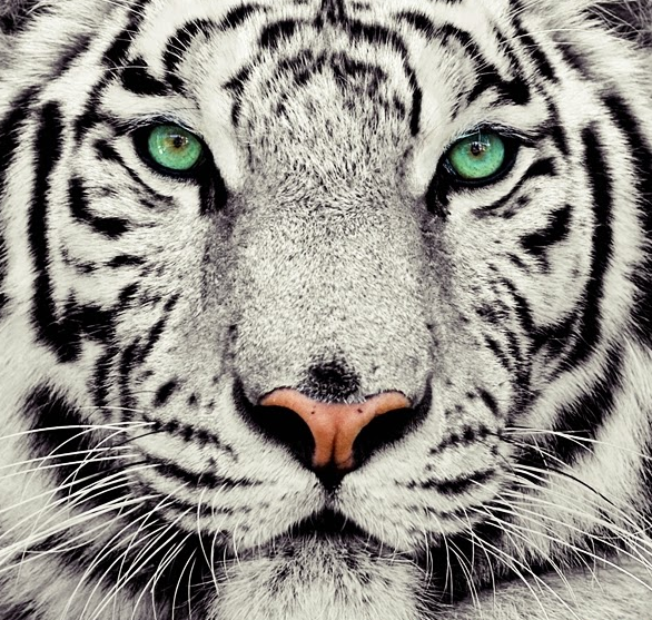Detail Foto Harimau Putih Keren Nomer 13