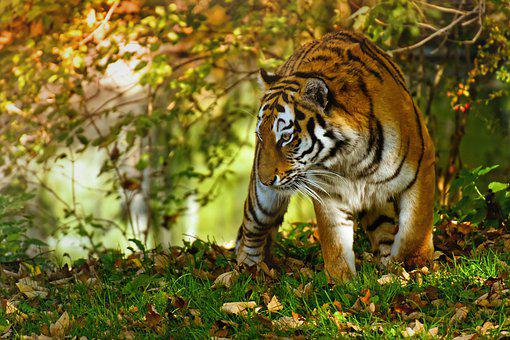 Detail Foto Harimau Putih Keren Nomer 32