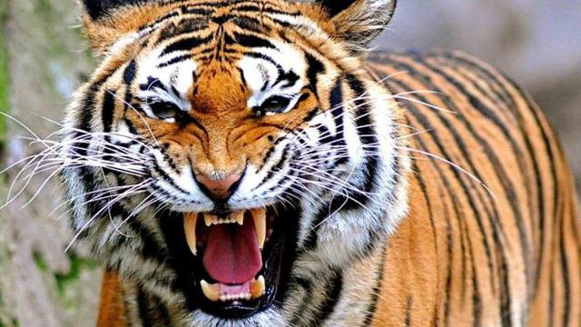 Detail Foto Harimau Sumatera Nomer 13