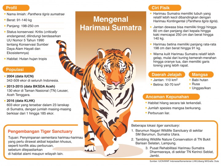 Detail Foto Harimau Sumatera Nomer 19