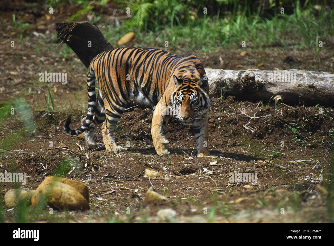 Detail Foto Harimau Sumatera Nomer 26
