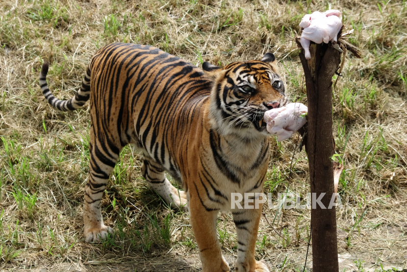 Detail Foto Harimau Sumatera Nomer 27