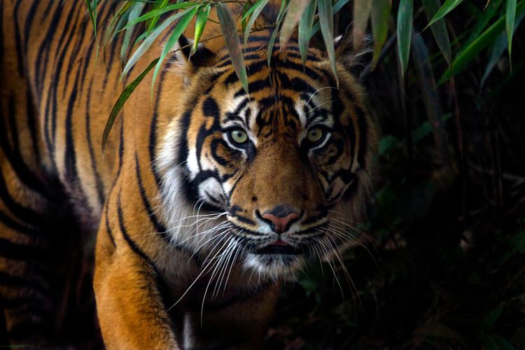 Detail Foto Harimau Sumatera Nomer 5