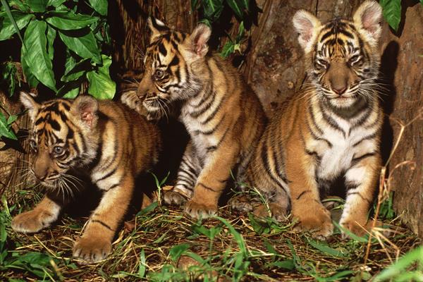 Detail Foto Harimau Sumatra Nomer 51