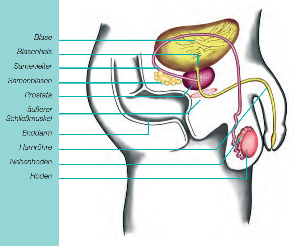 Detail Anatomie Mensch Frau Nomer 11