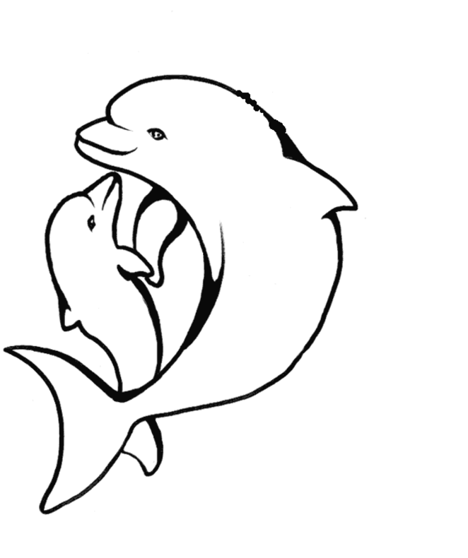 Detail Delfin Bleistiftzeichnung Nomer 21