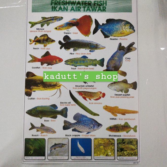 Detail Foto Hewan Ikan Nomer 14