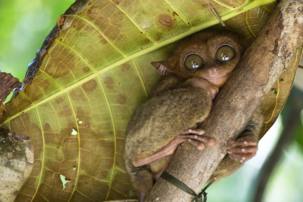 Detail Foto Hewan Langka Di Indonesia Nomer 20