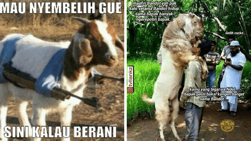 Detail Foto Hewan Lucu Dan Gokil Nomer 10