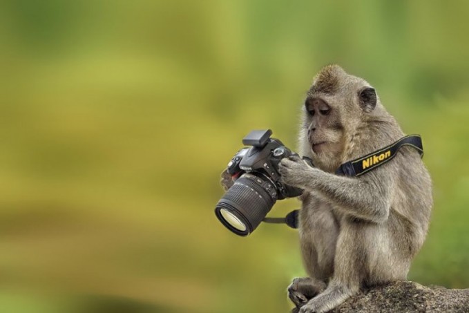 Detail Foto Hewan Lucu Dan Gokil Nomer 11