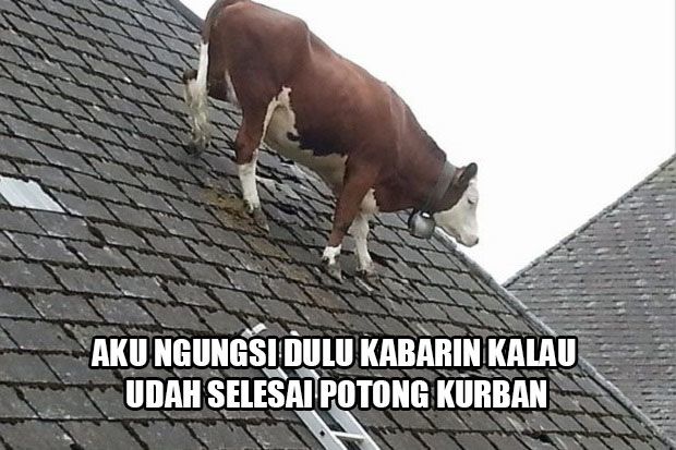 Detail Foto Hewan Lucu Dan Gokil Nomer 21