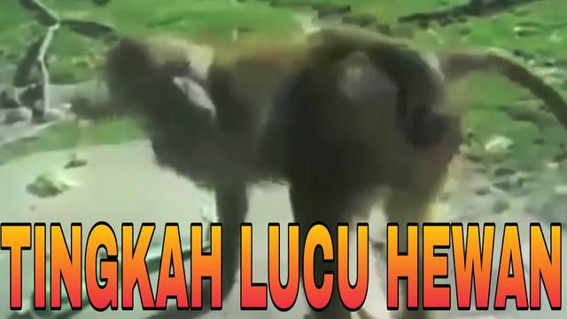 Detail Foto Hewan Lucu Dan Gokil Nomer 23
