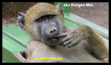 Detail Foto Hewan Lucu Dan Gokil Nomer 42