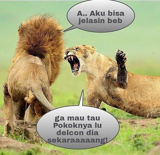 Detail Foto Hewan Lucu Dan Gokil Nomer 52