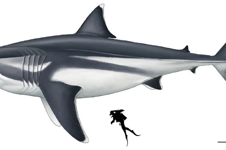 Download Foto Hiu Megalodon Nomer 13