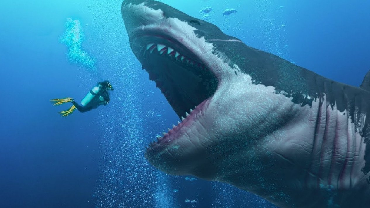 Download Foto Hiu Megalodon Nomer 16