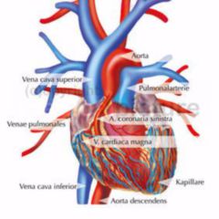 Herz Medizin Bilder - KibrisPDR