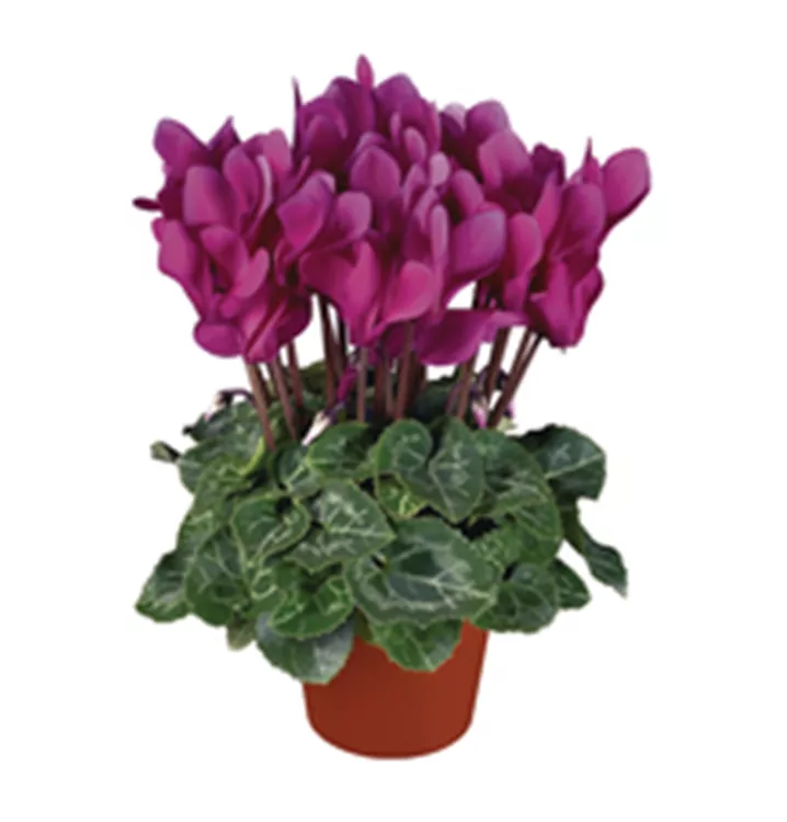 Detail Lila Blumen Sommer Nomer 9