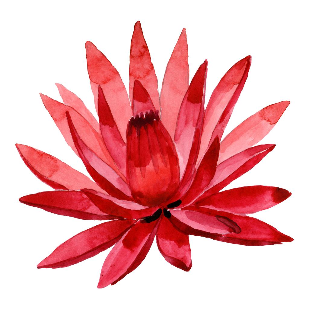 Detail Lotusblume Grafik Nomer 2