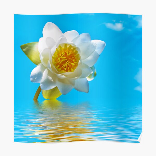 Detail Lotusblume Grafik Nomer 17
