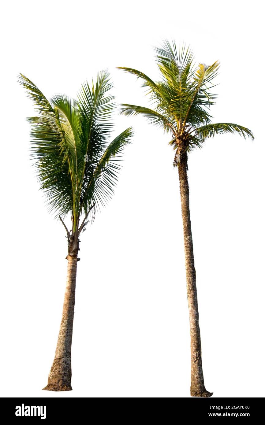 Detail Tree Elevation Png Nomer 13