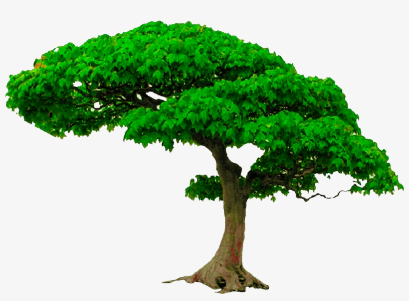 Detail Tree Elevation Png Nomer 15