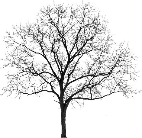 Detail Tree Elevation Png Nomer 18