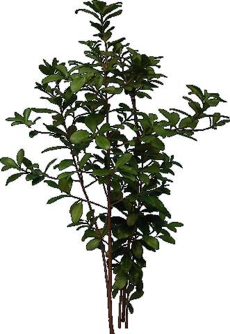 Detail Tree Elevation Png Nomer 2
