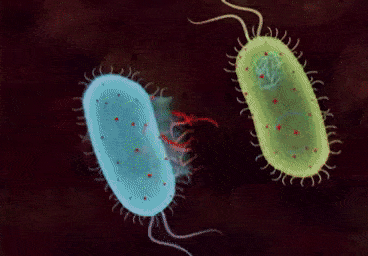 Detail Animasi Bakteri Nomer 3