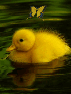 Detail Animasi Bebek Nomer 24