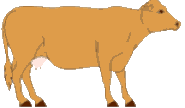 Detail Animasi Bergerak Sapi Nomer 15