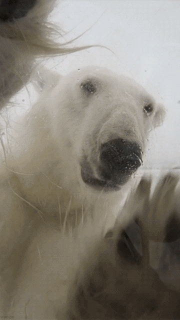 Detail Animasi Beruang Kutub Nomer 56