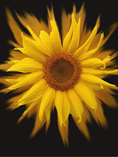 Detail Animasi Bunga Matahari Nomer 16