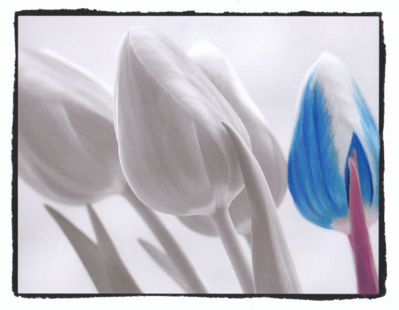 Detail Animasi Bunga Tulip Nomer 35