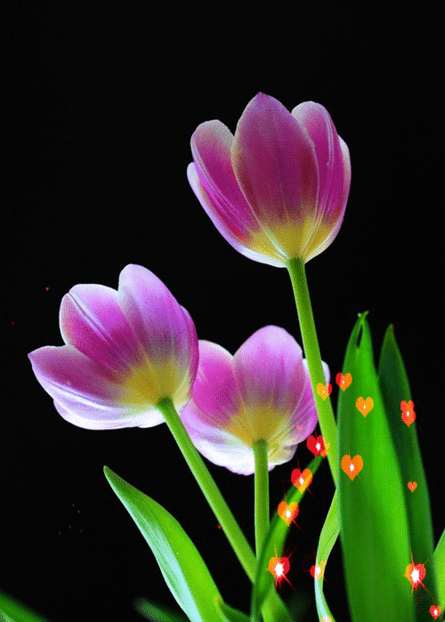 Detail Animasi Bunga Tulip Nomer 45