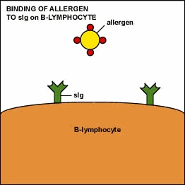 Detail Animasi Cell Nomer 3