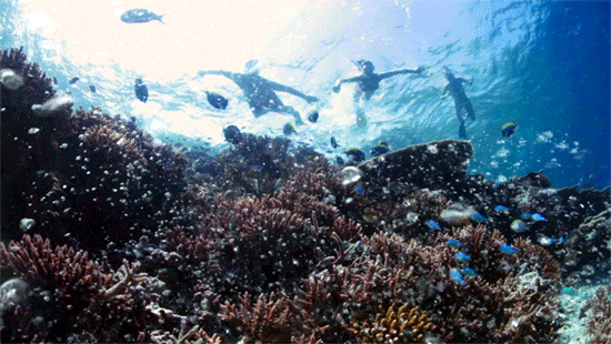 Detail Animasi Diving Nomer 9
