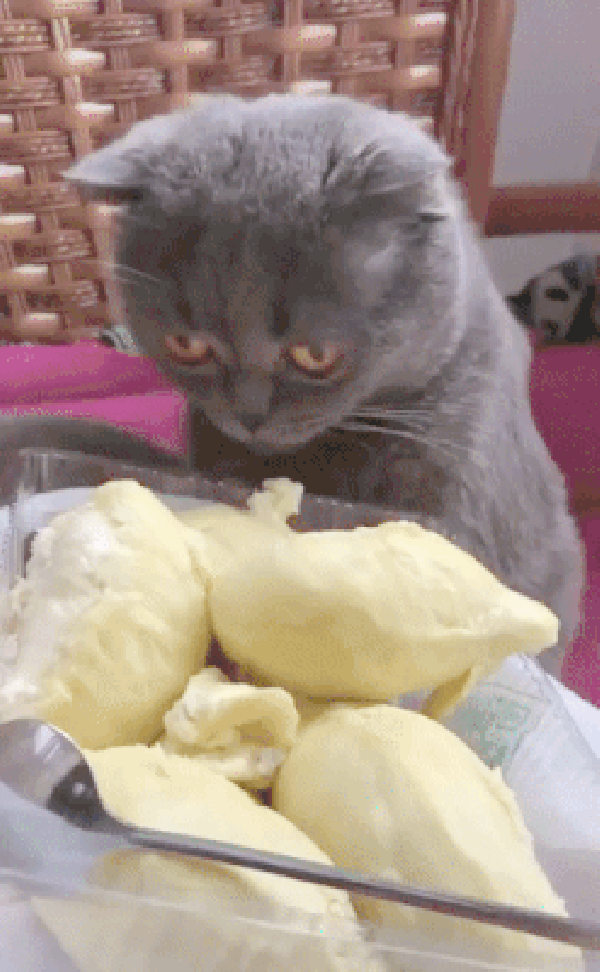 Detail Animasi Durian Lucu Nomer 12